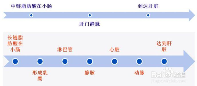 為什么中鏈甘油三酯（MCT）被稱為優(yōu)質(zhì)脂肪？